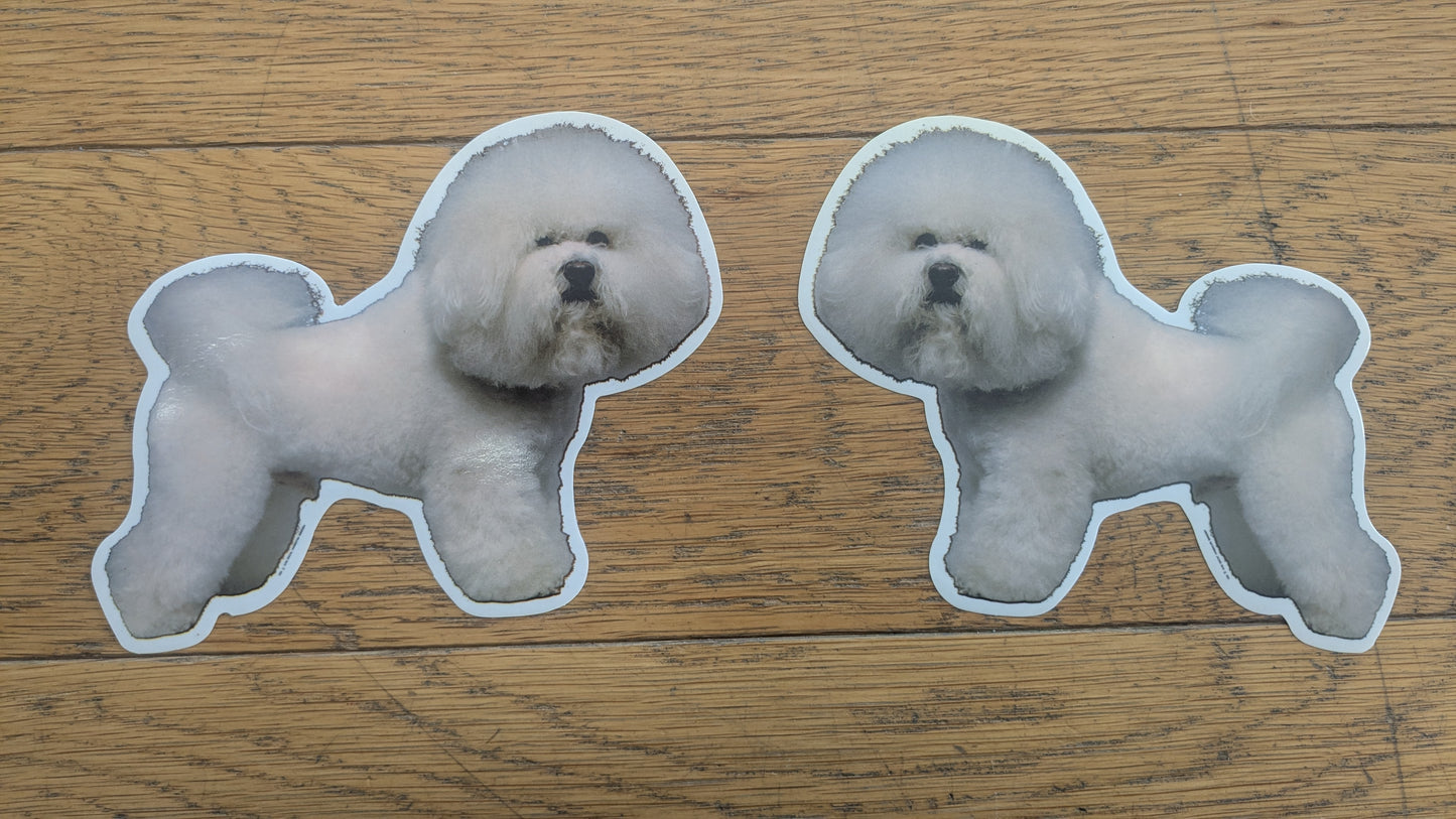 Dekal Bichon frise 2st spegelvända