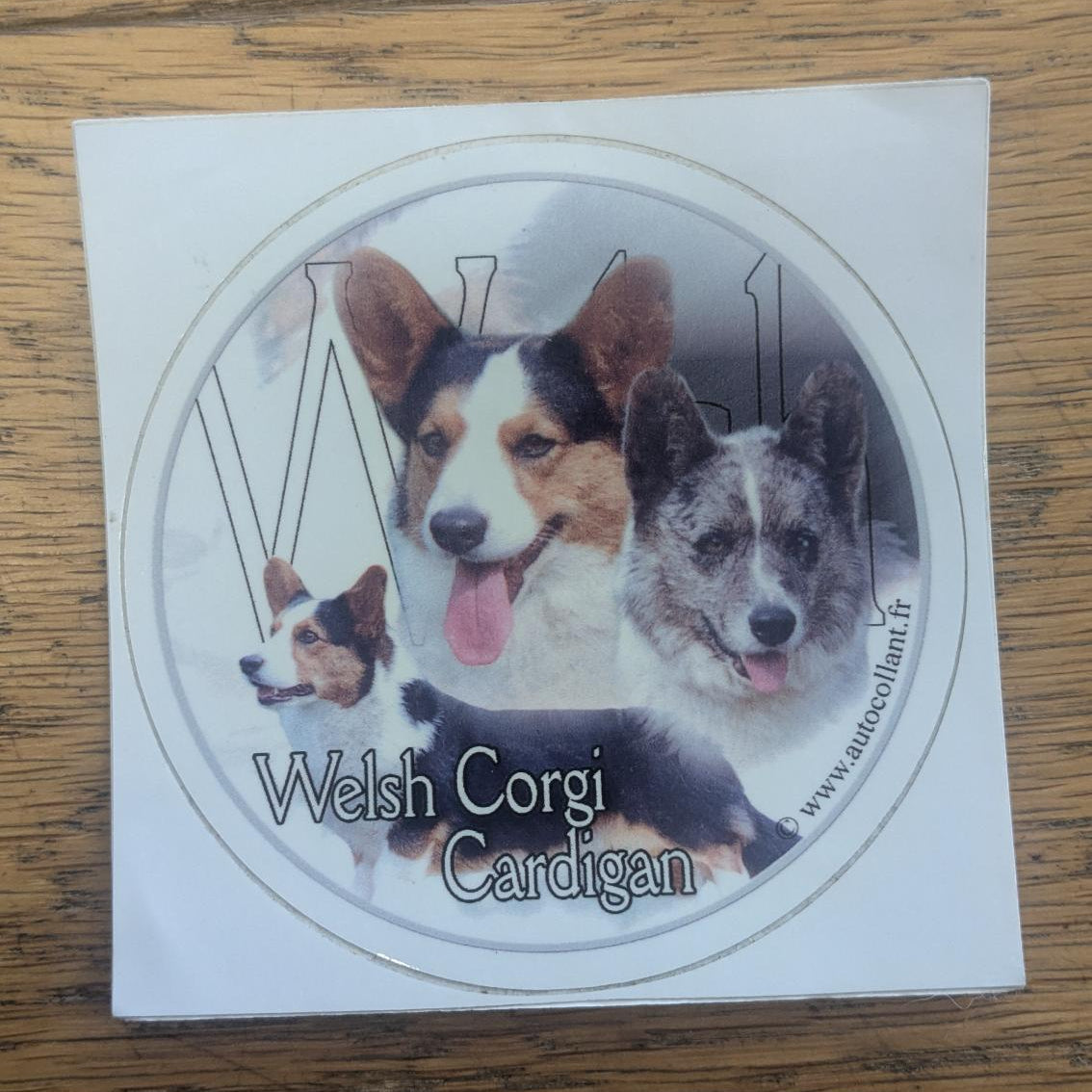 Dekal Welsh corgi cardigan