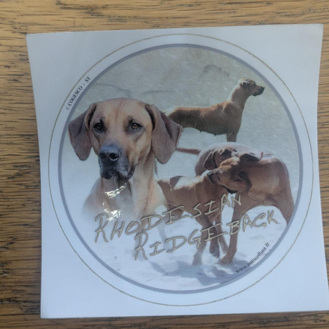 Dekal Rodesian ridgeback