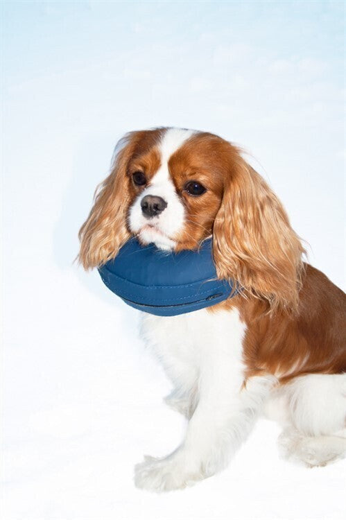 Hundkrage PetNation, uppblåsbar