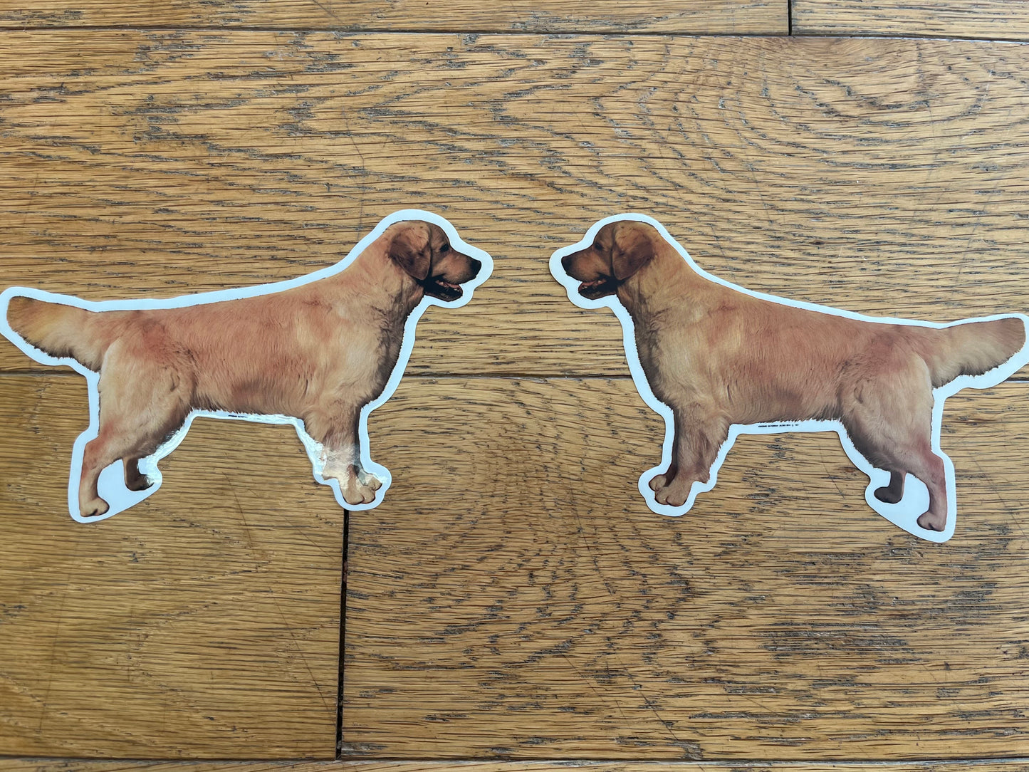 Dekaler Golden Retriever helkropp 2-pack