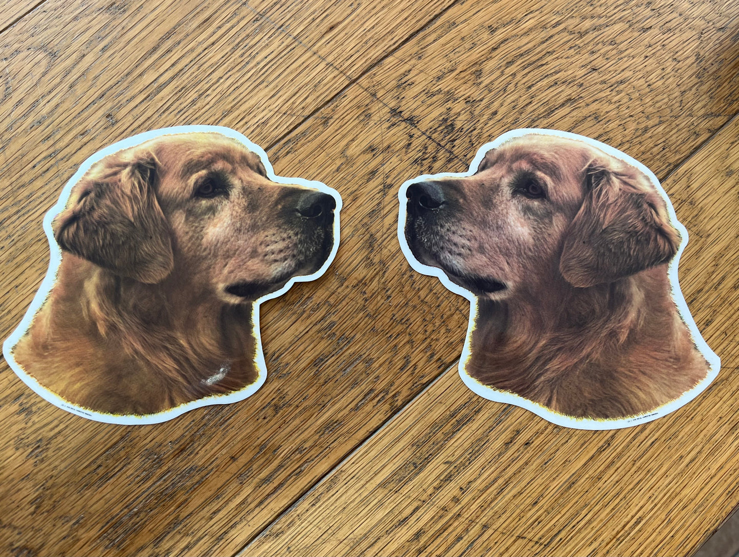 Dekal Golden Retriever M 2-pack