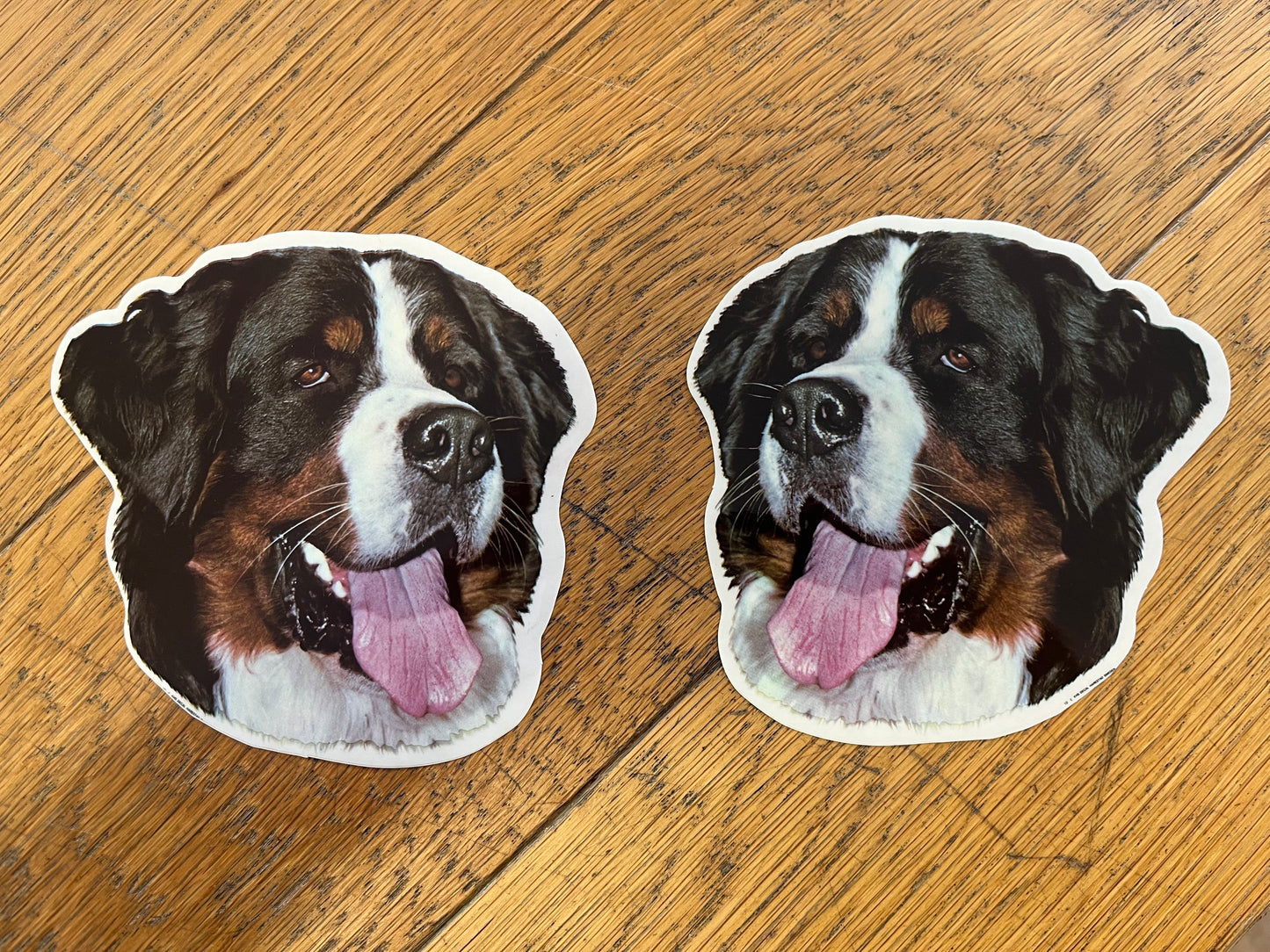 Dekaler Berner sennenhund 2-pack