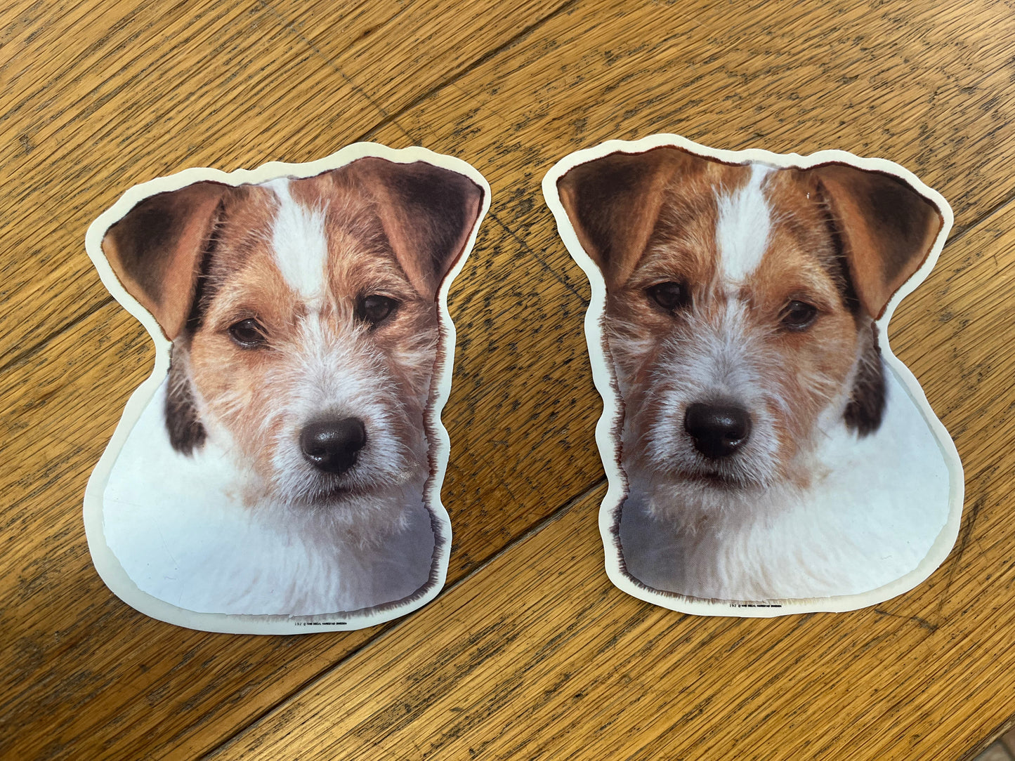 Dekaler Jack Russell terrier strävhårig 2-pack