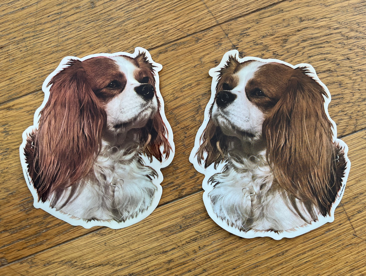 Dekaler Cavalier king charles spaniel 2-pack