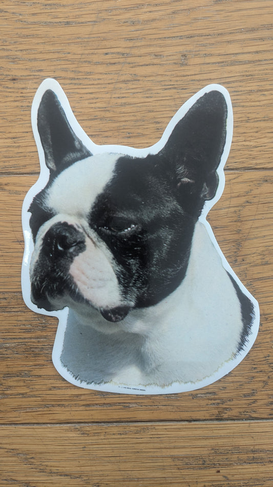 Dekal Fransk bulldog 1st