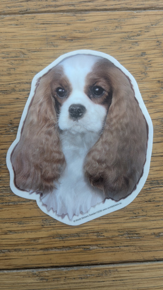 Dekal Liten cavalier king charles