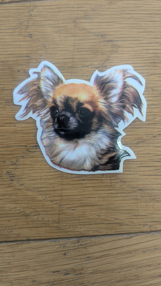 Dekal Liten chihuahua
