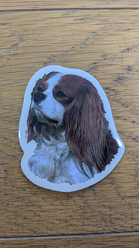 Dekal Liten cavalier king charles