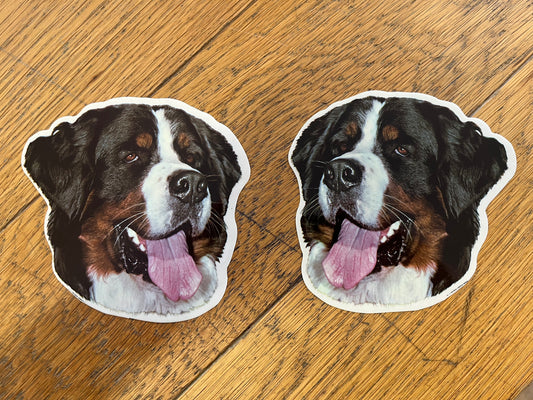 Dekaler Berner sennenhund 2-pack
