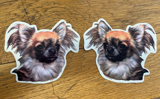 Dekaler Chihuahua långhårig 2-pack