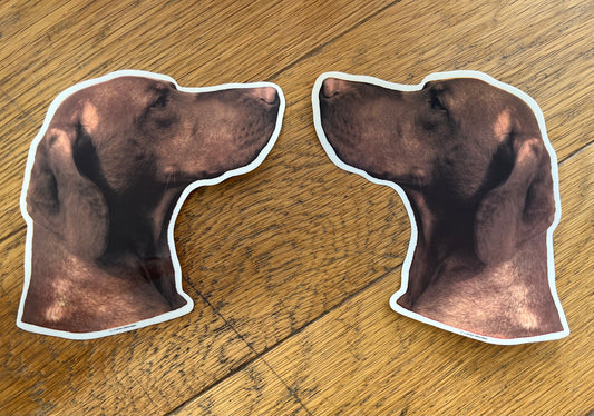 Dekaler Korthårig Ungersk vizsla 2-pack